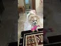 بچه گربه چرا گریه میکنه حیوانات معصوم هستند باهاشون مهربون باشیم Shtorts Funny Cute Mm بچه گربه چرا گریه میکنه حیوانات معصوم هستند باهاشون مهربون باشیم Shtorts Funny Cute Mm