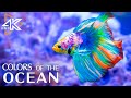 Underwater World 4K (ULTRA HD) – Marine Life, Sea Animals and Coral Reef #13