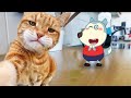 Cats vs Dogs Fights - Funniest Cats And Dogs Videos 😁 Best Funny Animal Videos 2024
