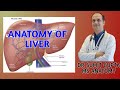 Liver  anatomy