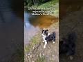 On essaie le nouveau jouet à Milou. Mais ça ne se passe pas comme prévu.