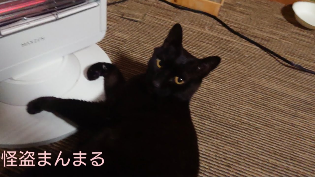今日の夜動画 🐾#23/3/4