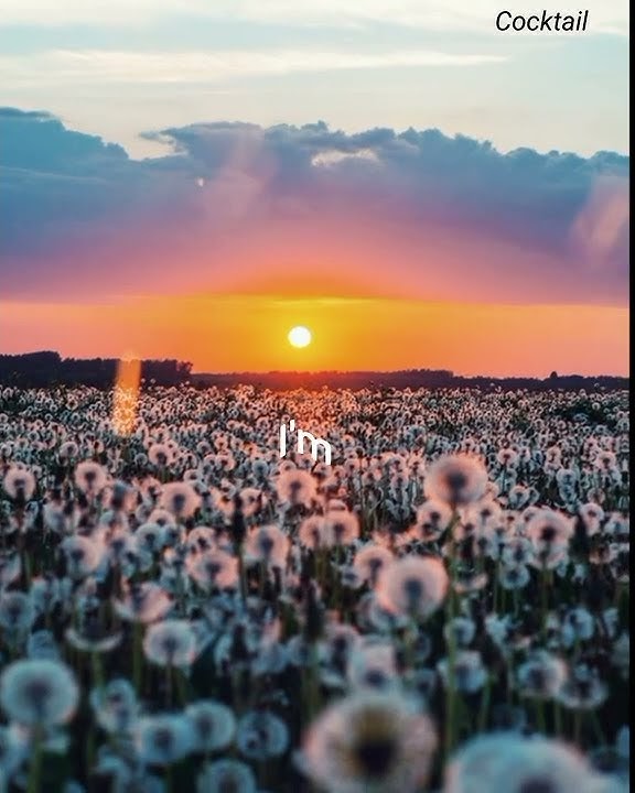 Dandelions 🌼 Ruth.B Short video Lyrical status