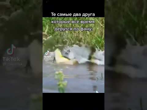 друзья лягушка драка бот