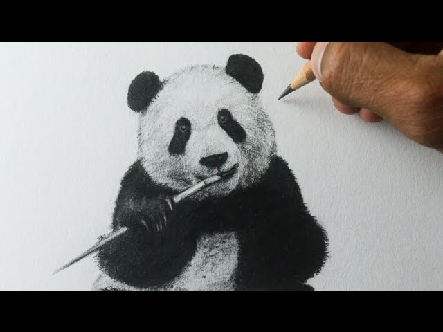 Desenho realista em aquarela de urso panda