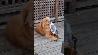 Duck Sibling Annoys Golden Retriever