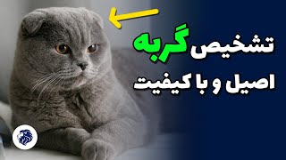 تشخیص گربه اسکاتیش و بریتیش با کیفیت و اصیل