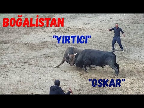 OSKAR - YIRTICI / 2021 MELO GÜZ BOĞA GÜREŞLERİ