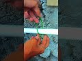 Amazing knot rope tricks