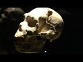 Los fósiles humanos de Atapuerca en el Museo de la Evolución de Burgos