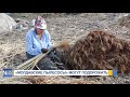 «Молдавские пылесосы» в этом году могут подорожать из-за засухи