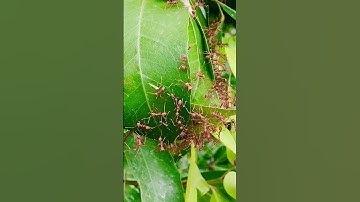 Weaver ants building a nest #weaverants #nest #work #unity #together #nature #insects #behaviour