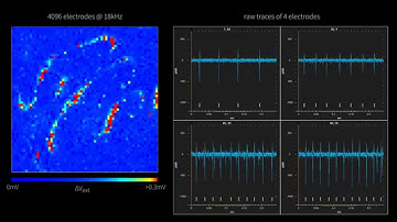 Purkinje cells recorded with high density 3Brain’s MEA