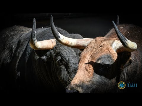 SORTEO | Corrida de toros 17 abril