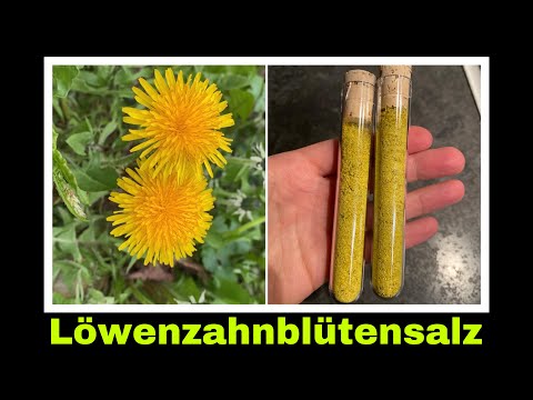Video: Löwenzahn verwendet – Wie man Löwenzahnblumen und -pflanzen verwendet