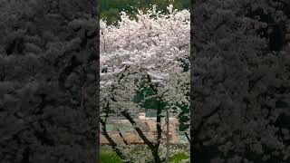 国鉄型特急と満開の桜 2009年