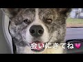 【秋田犬　銀】プチ報告です✨