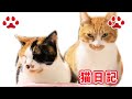 2020.8.2 みゃうの猫日記(説明欄に時間有)  【Miaou みゃう】