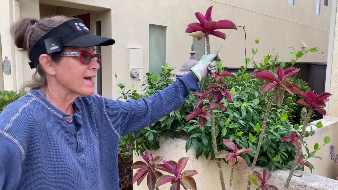 Succulent Courtyard Check in and More Summer Gardening Tips