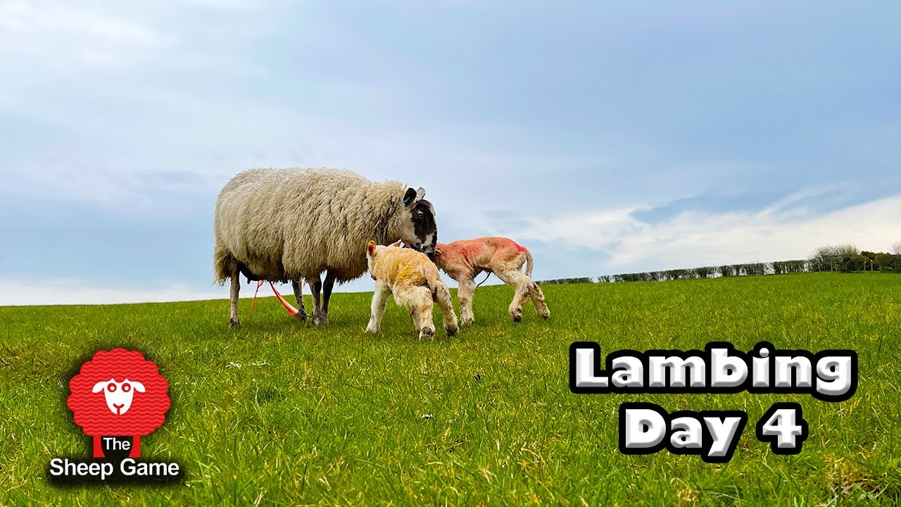 LAMBING SHEEP OUTSIDE!  |  VLOG 4 - LAMBING 2021