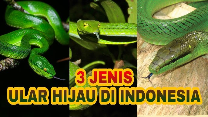 Etek ostida sochlar bor Transvestit porno filmlar