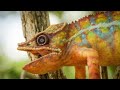 Lemurs Pogo Over RoboSpy Chameleon