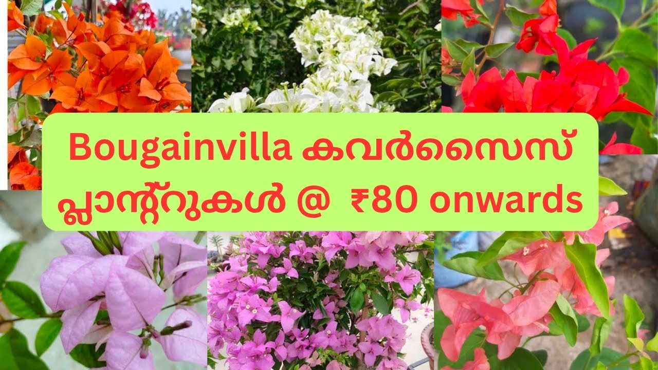 ബൊഗൈൻവില്ല കവർ സൈസ് പ്ലാന്റുകൾ 80 രൂപ മുതൽ