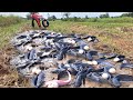 Wow Wow unique  -A farmer catches fish and collects eggs in the machine's orbit, catching a lot.