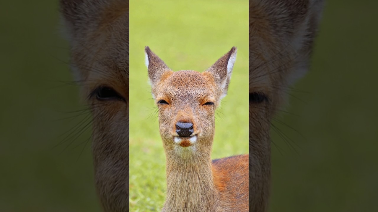 リズム天国にチャレンジする奈良の鹿さん?