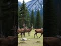 amazing animals in the world #wildtv #animals #wildanimals #viral #nature#babyanimals #animalfriends