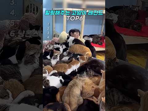 힐링해주는 고양이 레전드 TOP6  #cat  #고양이 thumbnail