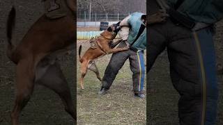 Brave warrior Malinois Hard. #GUARDODESSA Police dog training. СТРАЖ Odessa.