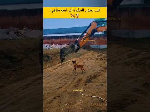 كلب يحو ل الحف ارة إلى لعبة ملاهي