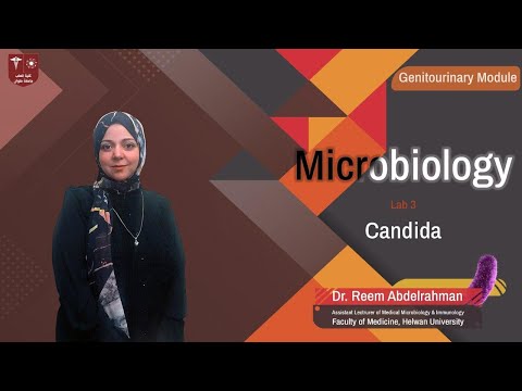 3.Candida