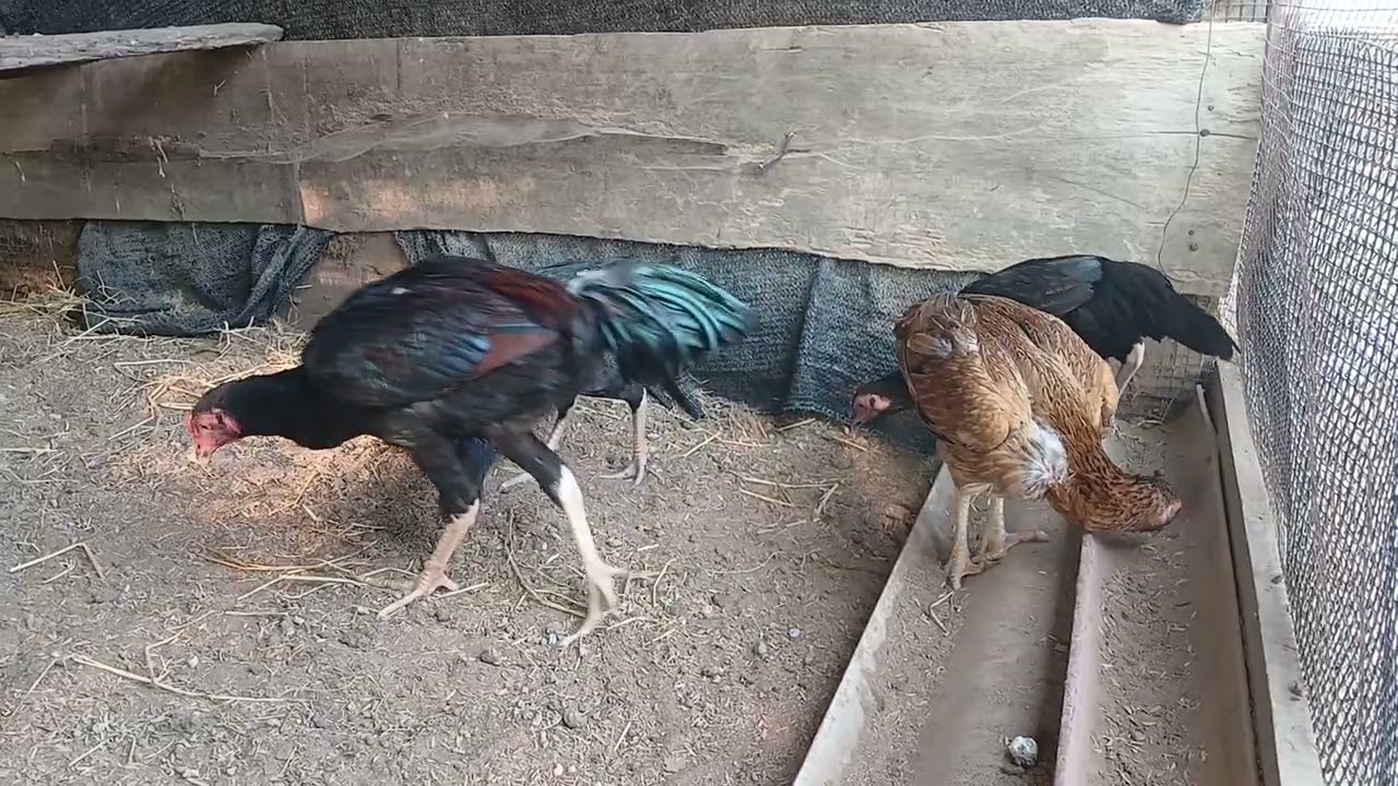  แบ่ง1คู่ 2ใบเทา ทักทายกันยามสายๆครับ