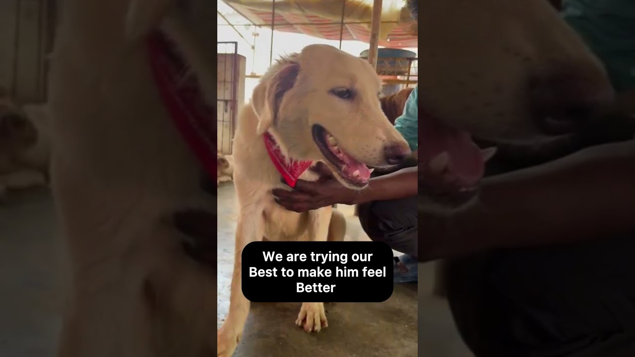 Meet Dax: Our Sweet Dog's Healing Journey and New Home