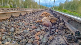 Сутки без помощи на рельсах лежала сбитая поездом собака и ждала смерти.Мы выезжаем к ней на помощь!