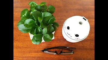 Tự trồng chậu cây xanh mini trang trí từ hạt bưởi - Guide to planting trees from grapefruit seeds