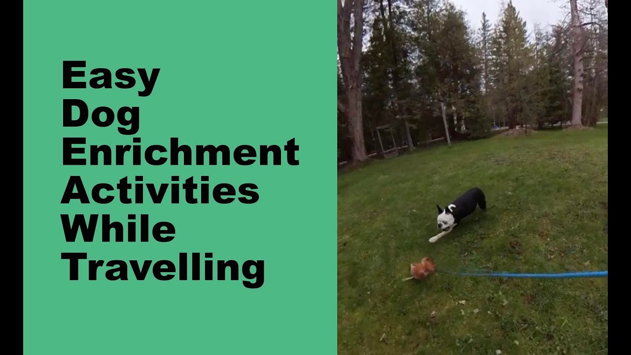 7 Easy DIY Enrichment Activities For Dogs - Long Haul Trekkers