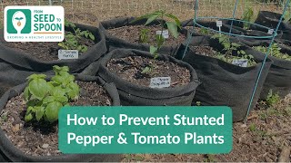 How to Prevent Stunted Pepper & Tomato Plants!