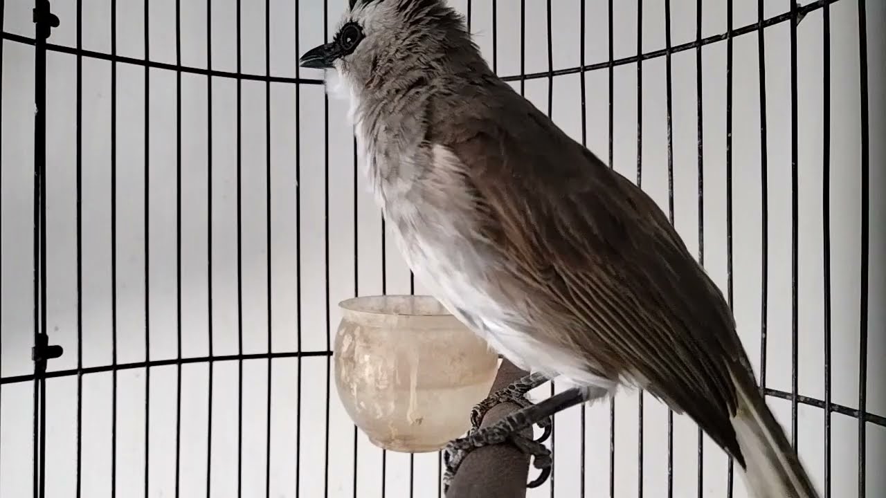 Trucuk betina gacor,teriak keras memangil lawan..Pancingan trucuk agar cepat gacor