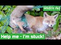 Fox gets hopelessly tangled in garden netting! - Animal rescue