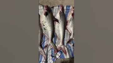 Câu cá vồ đém làng bè Bình Thạnh #fishing #caucatrasong #fish #cauca