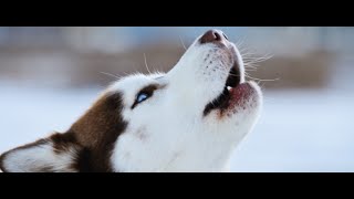 Köpekler Neden Ezan Okunurken Ulur ? M.y Doq Holw Why Is That?