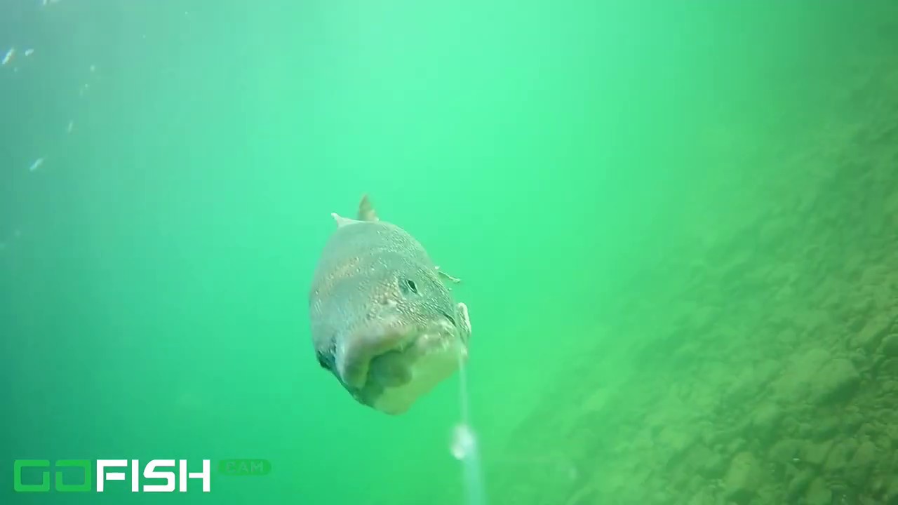 Fishing big Lake Trout on Great Bear Lake with an inline camera YouTube