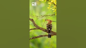 ماتيسر من سورة البقرة l الآيات 154-155-156 بصوت الشيخ ماهر المعيقلي