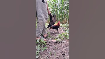 gà rừng mã vàng khá xong.qaib qus daj khav theeb tiag tiag li nawb