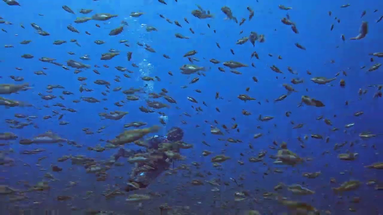 ⁣Togean islands 2023: The famous swarms of mating white bellied toby fish