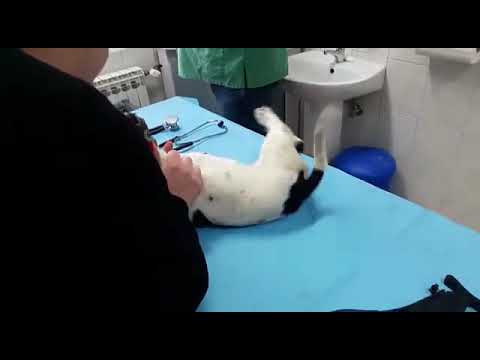 Video: Četvrta I Zadnja Godina Veterinarske Obuke