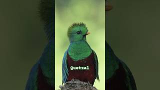 Quetzal birds aves wildlife birdsong nature animals mexico usa india